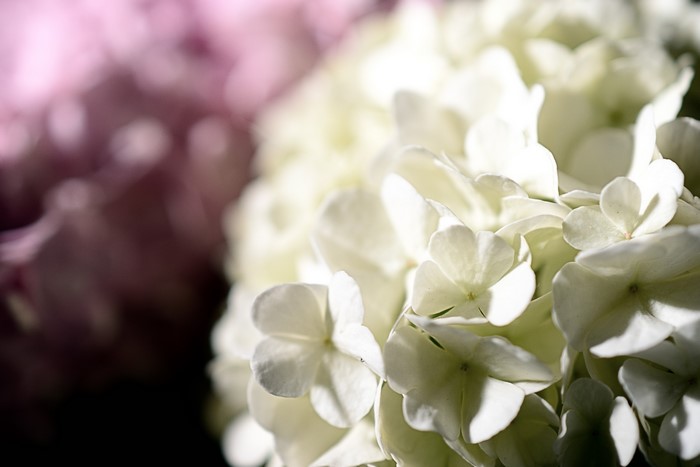 White Hydrangea Closeup