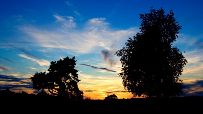 Silhouette of trees against a sunset sky