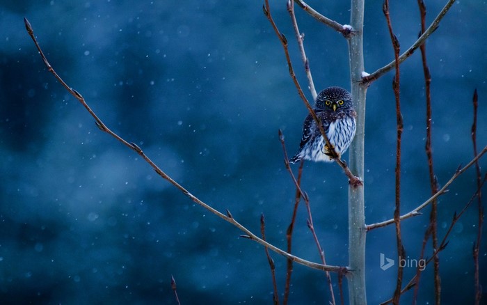 Pygmy owl perched on a branch in the snow