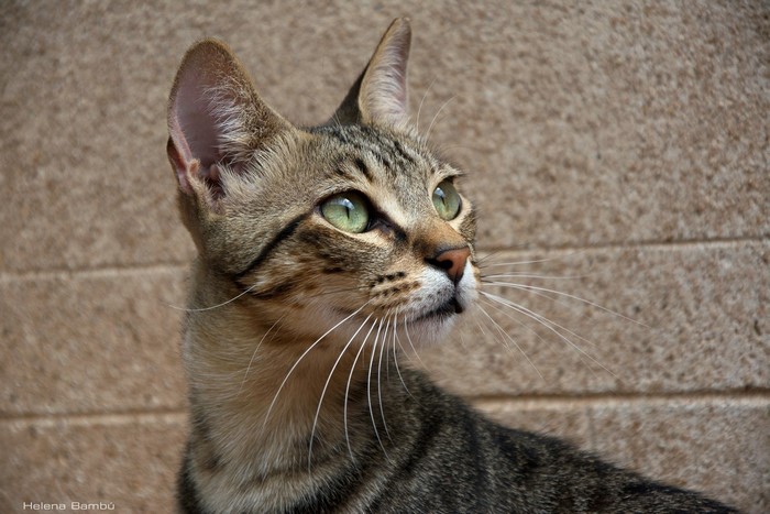 Tabby cat with green eyes looking up