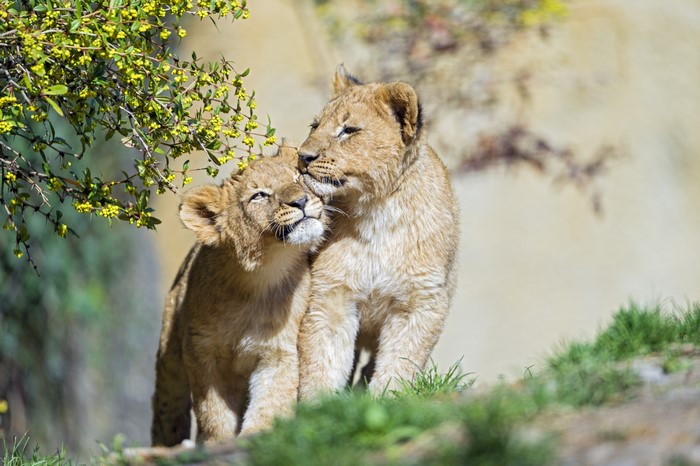 Two Lion Cubs