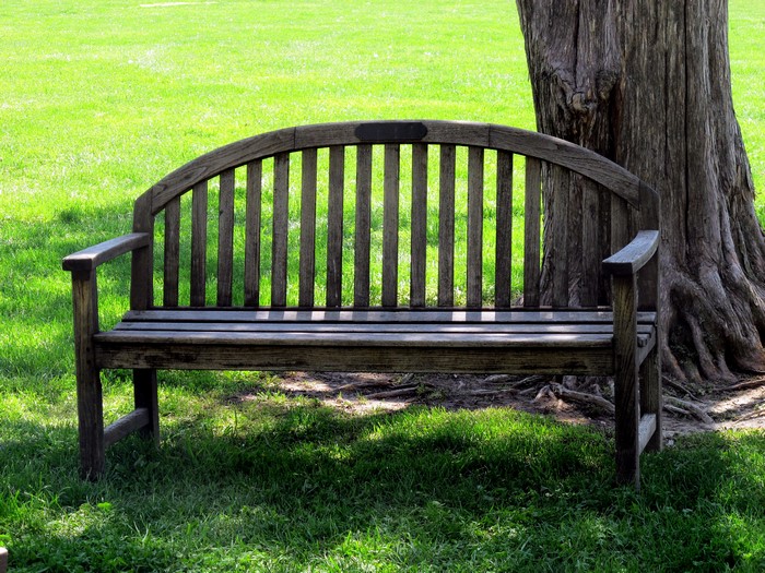 Wooden bench in front of a large tree trunk on a grassy lawn
