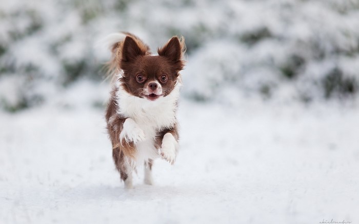 Brown and white Chihuahua running in the snow