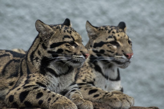 Two clouded leopards resting