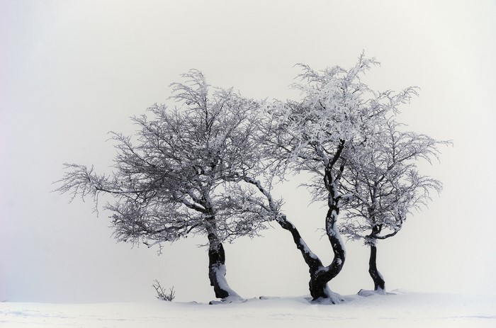 Three snow-covered trees in a winter landscape