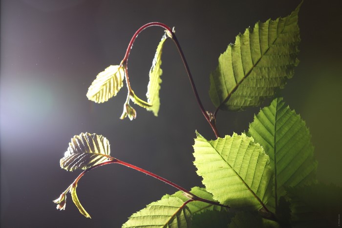 Close-up of backlit green leaves on red stems