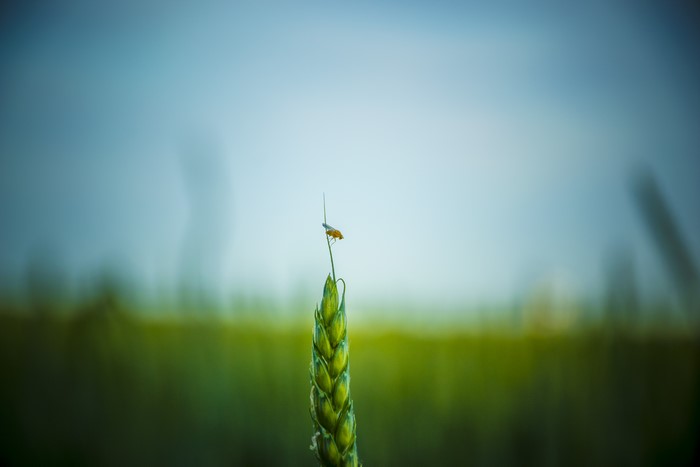 Insect on a Wheat Ear