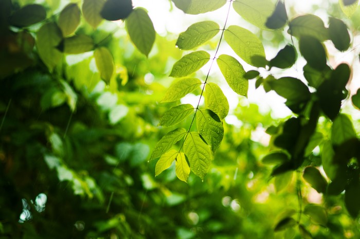 Green Branches with Water Droplets