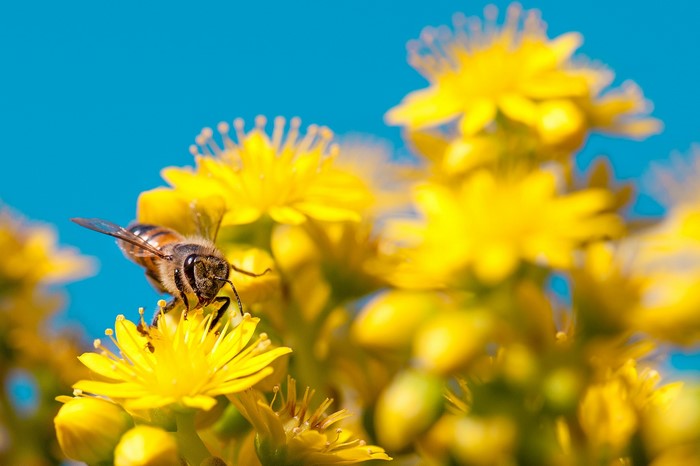 Bee on yellow flowers with blue sky