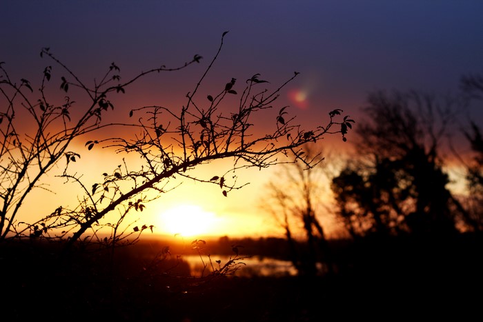Sunset with silhouetted branches and trees