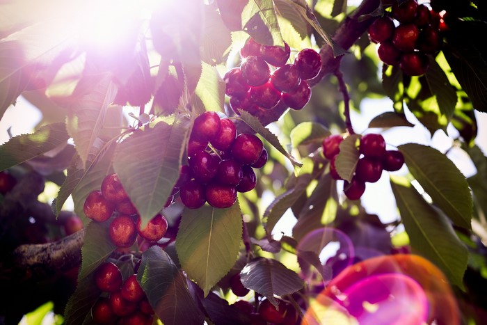 Cherries on a branch with sun rays