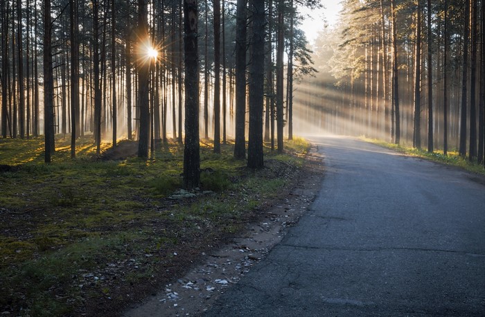 Sunlight filtering through trees onto a forest road