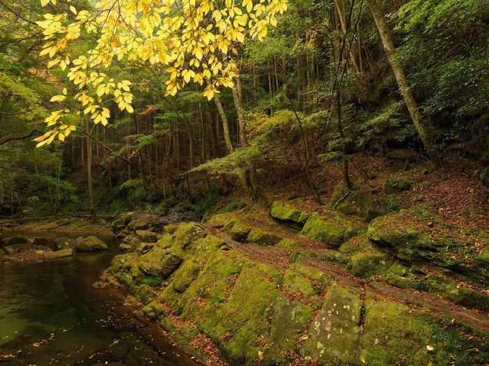Autumn forest with river and mossy rocks