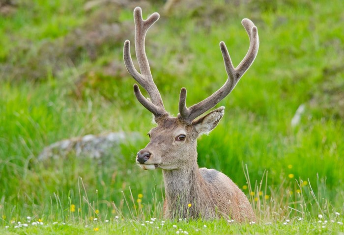 Deer with antlers in a grassy field
