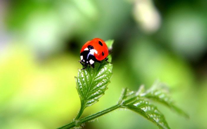 Ladybug on a green leaf