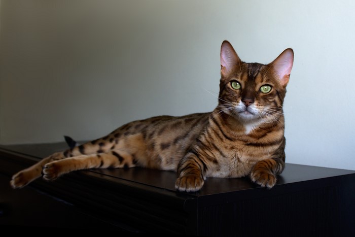 Bengal cat lying on a dark surface