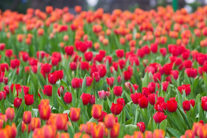 Field of Red and Orange Tulips