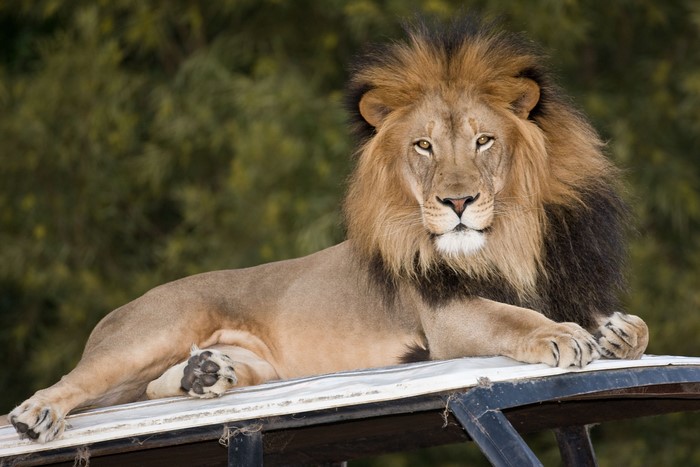 Lion resting on a vehicle roof
