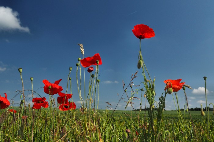 Red poppies in a green field under a blue sky