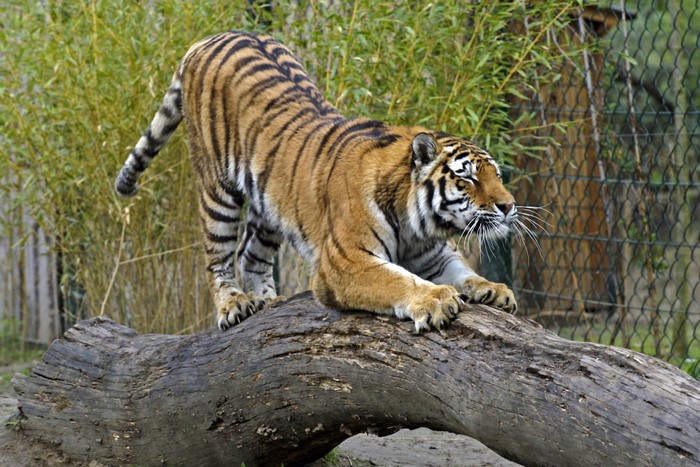 Tiger stretching on a log