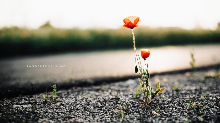 Two poppies by the roadside