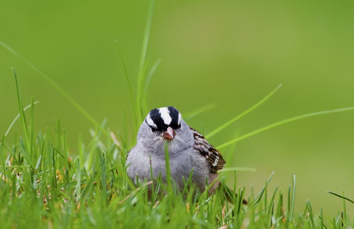 White-crowned sparrow in green grass