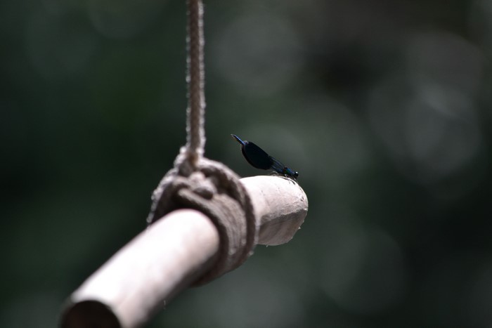 4K Dragonflies on a Rope