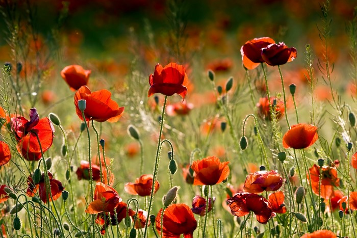 Field of red poppies in sunlight