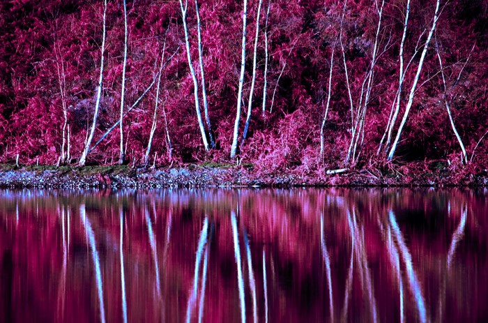 Pink trees reflected in a lake