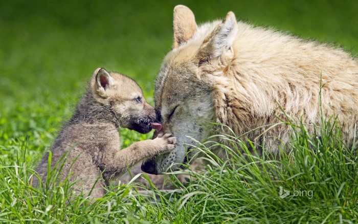Wolf cub licks mother wolf's nose in grass