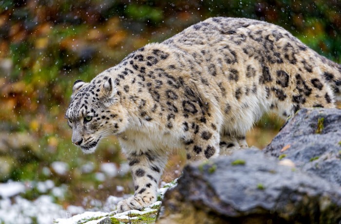 Snow leopard walking in the snow