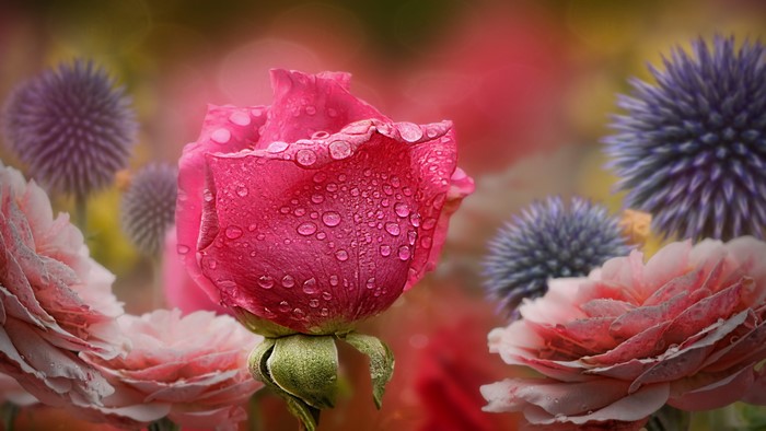 Pink rose with water drops and purple thistles