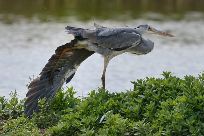 Grey Heron stretching its leg and wing