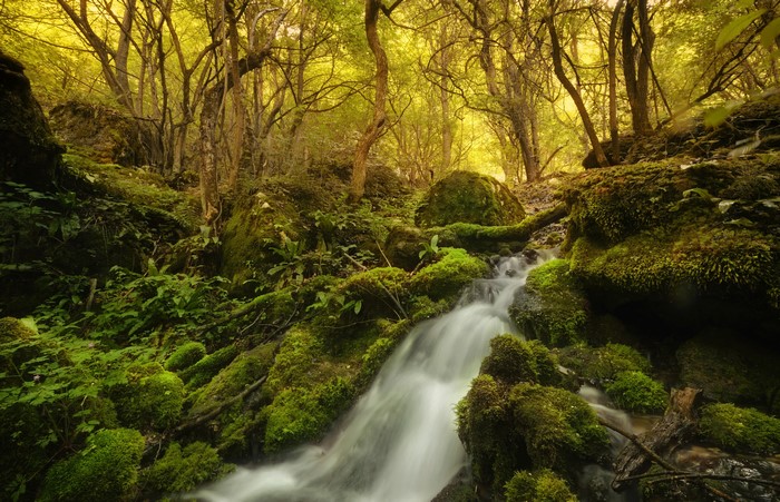 Mossy forest stream with waterfall and trees