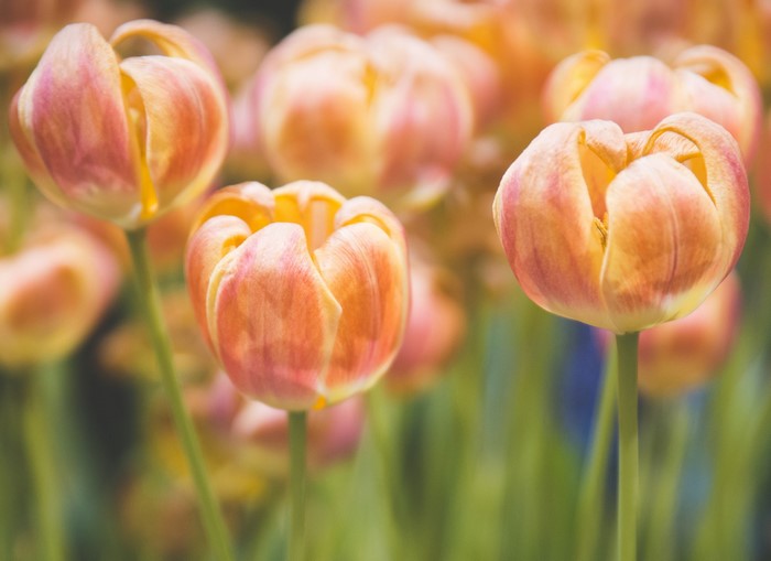 Close-up of orange and pink tulips