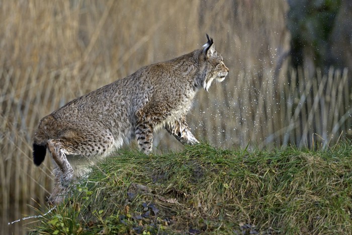 Lynx on a grassy bank