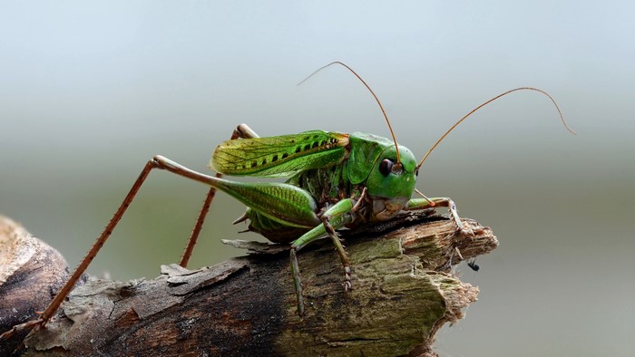 Green grasshopper on a branch