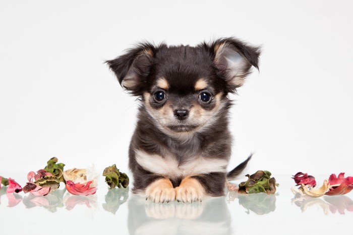 Chihuahua puppy with dried flowers