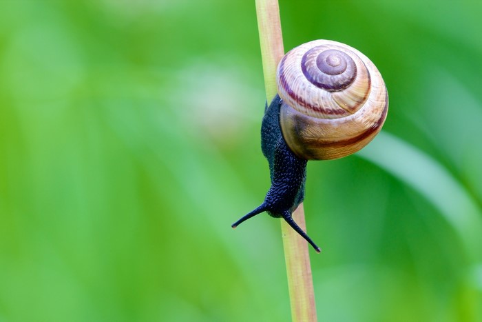 Snail on a plant stem