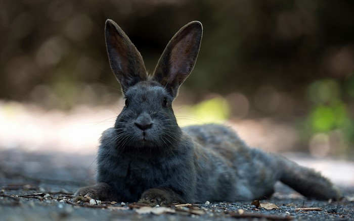 A grey rabbit lying on the ground