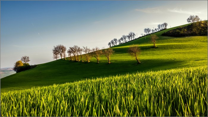 Green rolling hills with trees under a blue sky