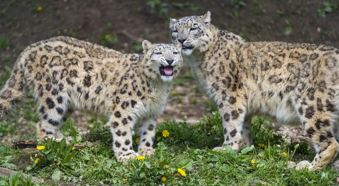 Two snow leopards in a grassy area