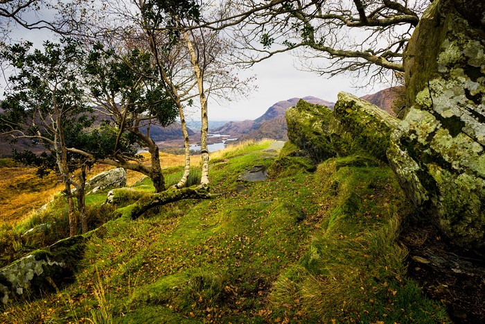 Mossy rocks and trees overlooking a mountain lake