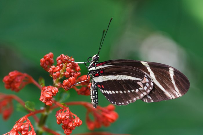 Zebra Longwing butterfly on red flowers
