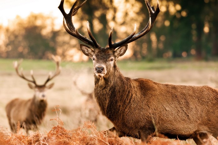 Two deer with large antlers in a field