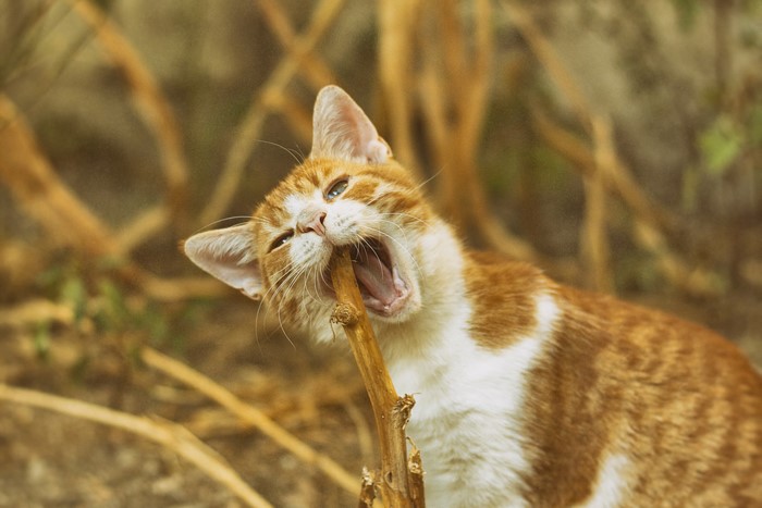 Orange and white cat chewing on a stick