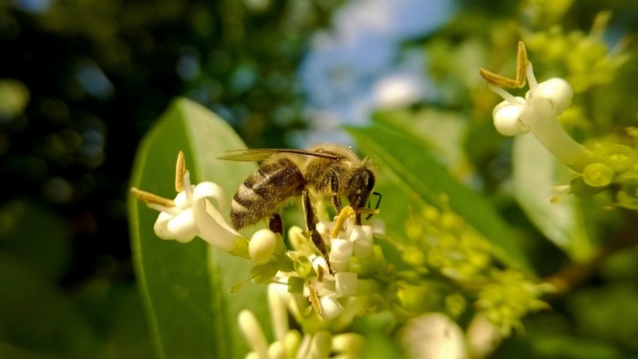 Bee collecting nectar from white flowers