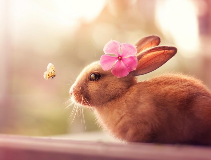 A rabbit with a flower and a butterfly
