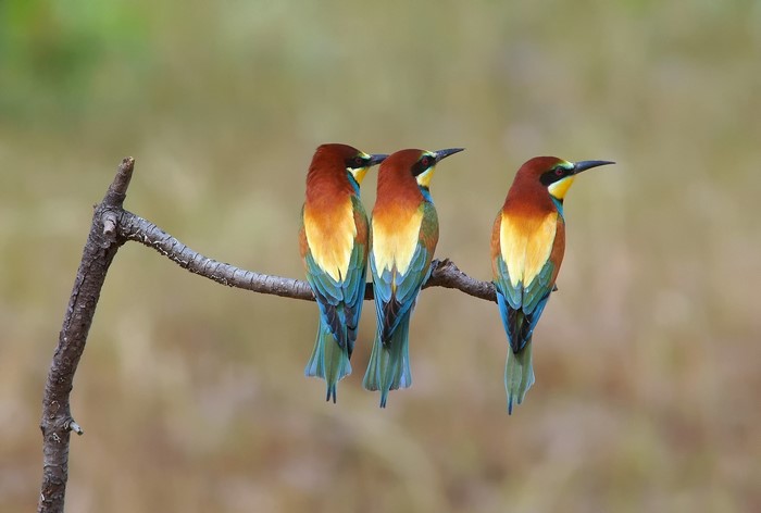 Three European Bee-eaters perched on a branch
