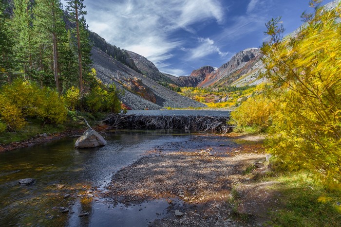 Autumn mountain valley with a beaver dam and river